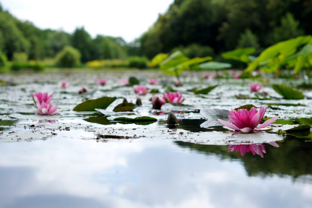 Fiori di loto - Desirèe Mantovano